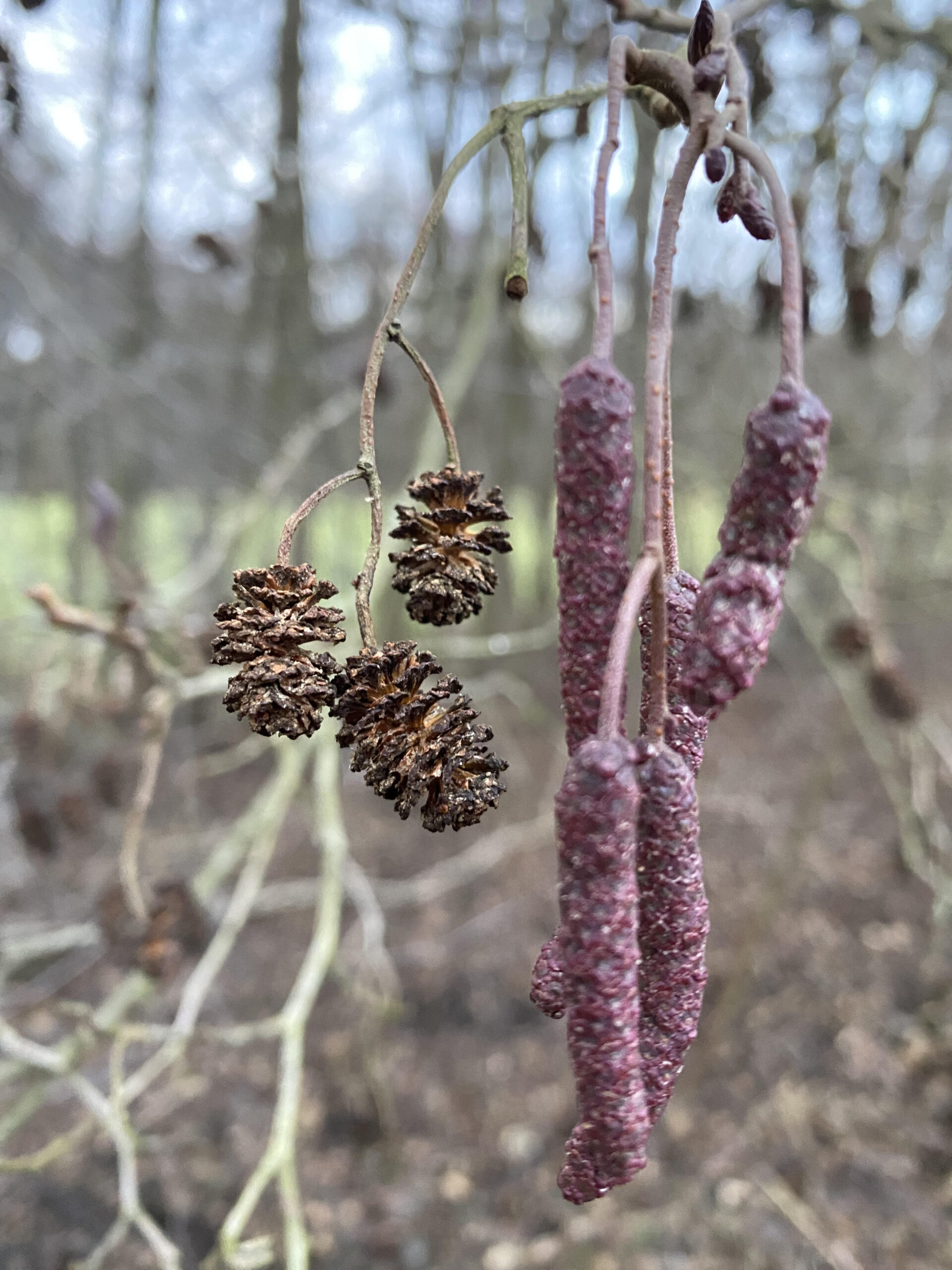 Museum Reinickendorf - Winter © Astrid Steckmeister